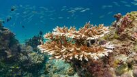 Underwater coral bleaching of critically endangered species Staghorn (Acropora cervicornis)