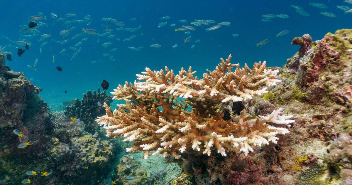 Hot topic: The impacts of El Niño in a warmer world