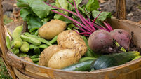 Freshly harvested vegetables from a allotment