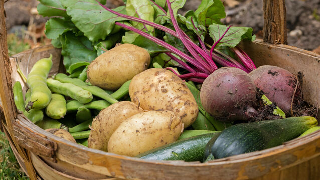 <p> Joe McNamee: "Teagasc acknowledges we have to import 84% of our fruit and veg but believes EU growers will continue to feed us in this regard. (By the way, 24% of our fruit and veg comes from Britain."</p>