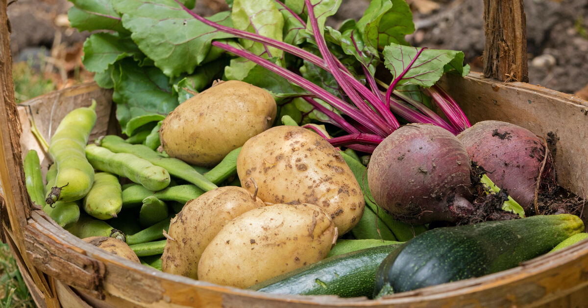 Joe McNamee: It's time for the Irish state to take food security seriously