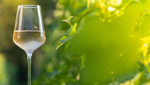 <p>Joe McNamee: "In most regions, whites have improved remarkably, even much-maligned Frascati can be drinkable nowadays, made with Greco or Malvasia rather than Trebbiano."</p>