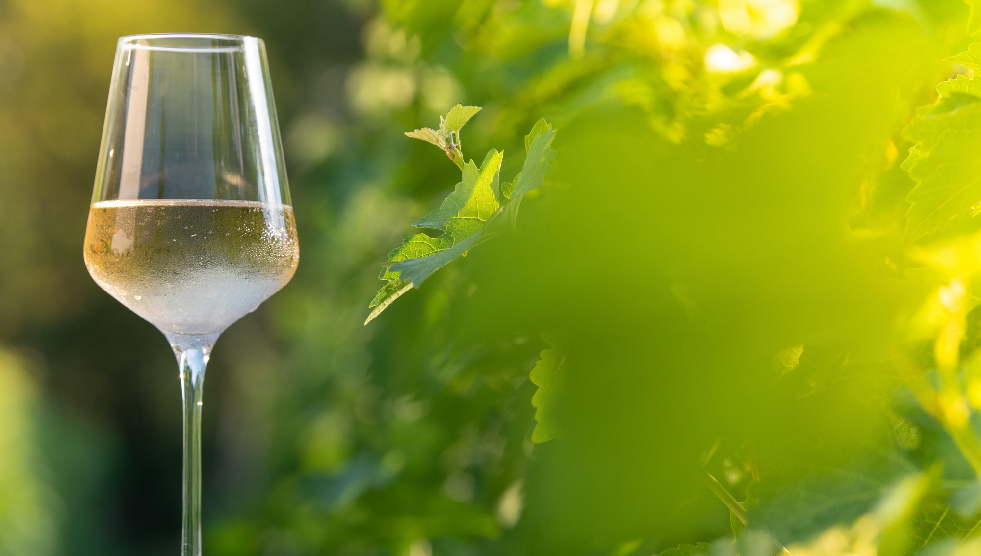 Wine with Leslie: Three of my favourite Italian white wines and why