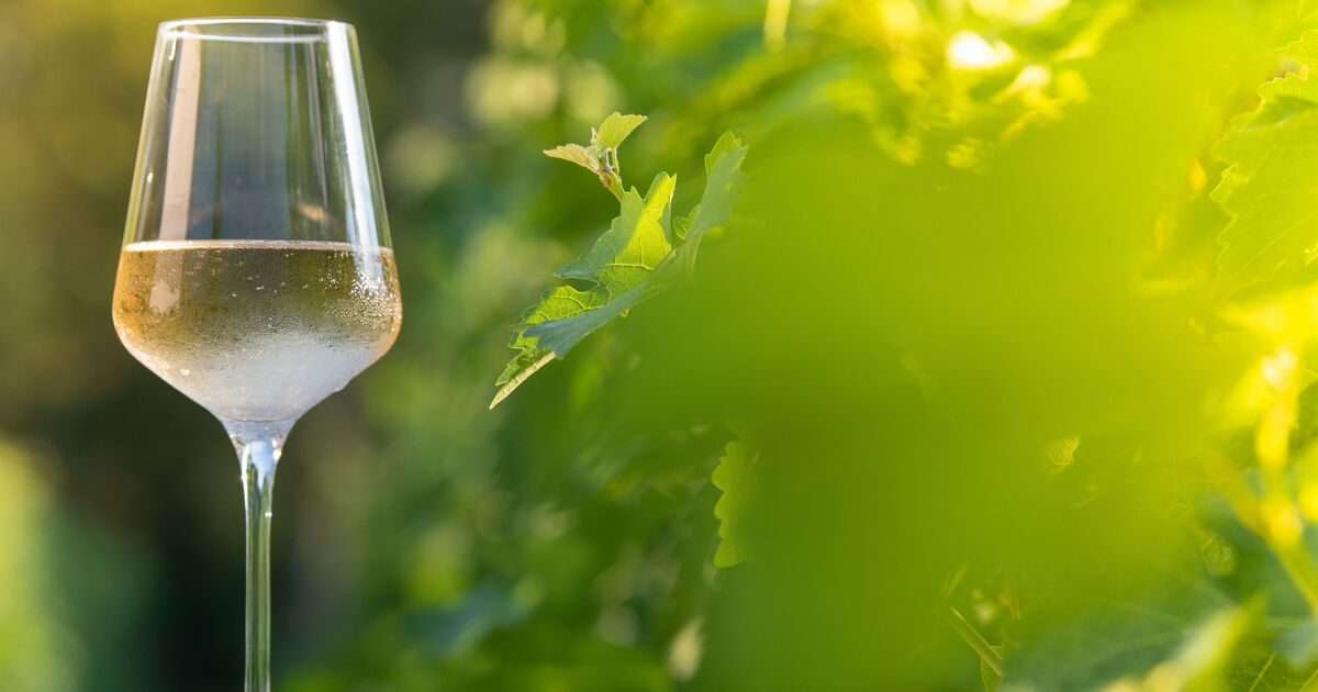 Wine with Leslie: Three of my favourite Italian white wines and why