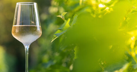 Glass of dry White wine on table in vineyard