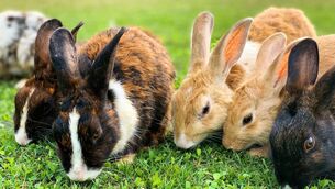 <p>With Easter Sunday approaching, Shauna Geraghty said some prospective buyers appear to view rabbits as little more than seasonal accessories. File picture</p>