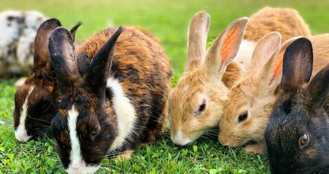 Pet shop owner warns Easter rabbit trend could lead to abandoned animals