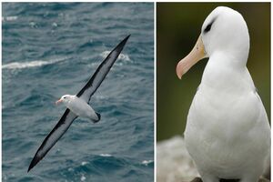 Melted Leeks with Peas