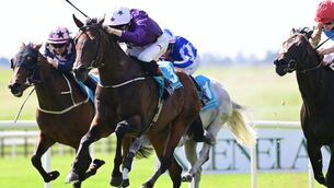 <p>Bucanero Fuerte and David Egan (purple) win the FBD Hotels And Resorts Phoenix Sprint Stakes (Group 3). Pic: Healy Racing Photo</p>