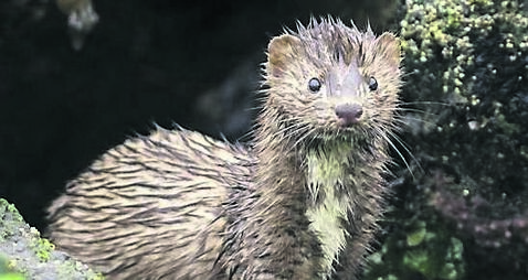 Portrait of an American Mink ((Mustela vison) in the Rain