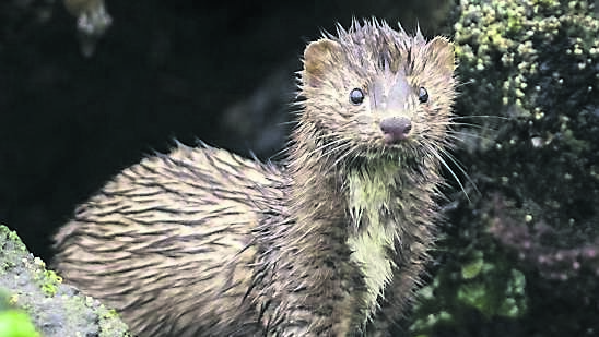 Being cruel to be kind: Rathlin Island finally a ferret-free zone
