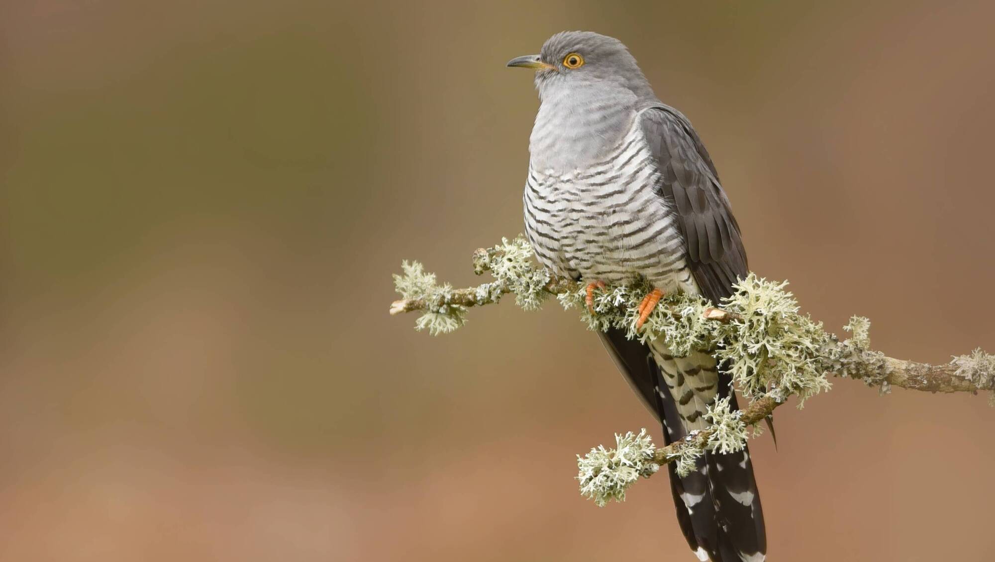 April arrivals: Cuckoo among signs of the advancing summer