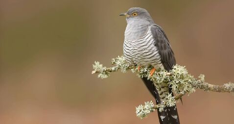 Cuckoo Bird