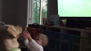 VIDEO: Footie-loving dog won't let baby distract him from World Cup win
