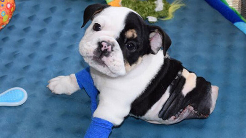 This adorable bulldog pup lost half his body - but he's still hanging on