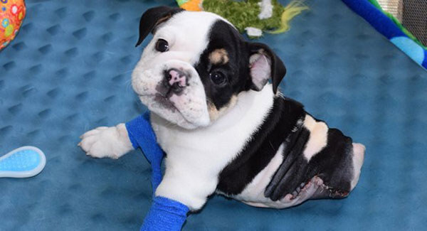 This adorable bulldog pup lost half his body - but he's still hanging on