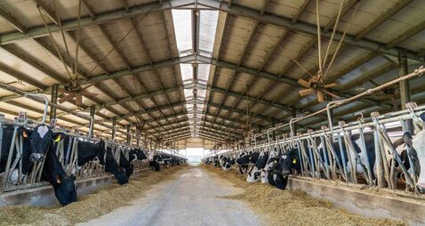 Holstein cows eating hay in a modern dairy barn with ventilation fans.