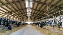 Holstein cows eating hay in a modern dairy barn with ventilation fans.