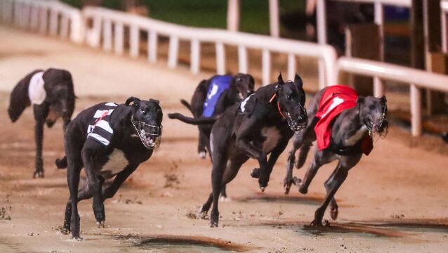 <p>The idea that greyhounds are only happy if they’re chasing or savaging hares is a myth. In fact they have to be trained to do it. File photo: INPHO/Nick Elliott</p>