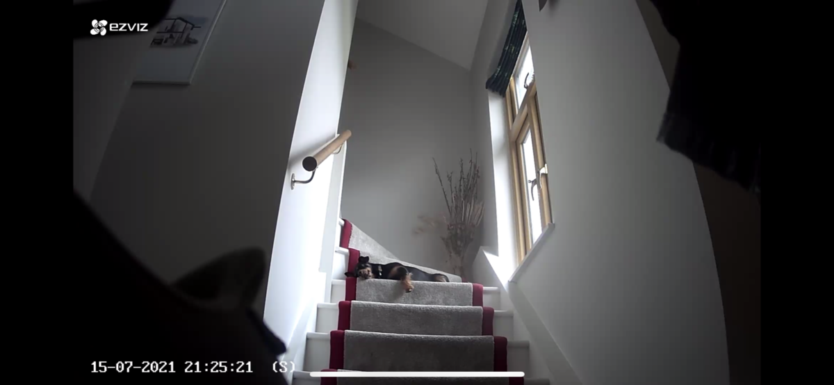 An internal security camera can detect intruders and let you know when your guard dog is sleeping on the job.