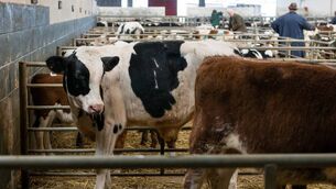 <p>Finishers are now being hit by higher transport costs with the hauliers increasing their prices to recompense for the hike in fuel prices.</p> <p>Finishers are now being hit by higher transport costs with the hauliers increasing their prices to recompense for the hike in fuel prices.</p>