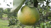 Orange citrus infected with HLB or huanglongbing yellow dragon citrus greening