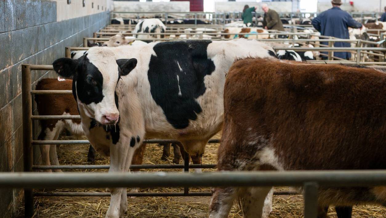 What the new TB rules mean for farmers at marts
