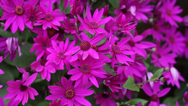 <p>The vivid magenta and bicoloured daisy-like senetti.</p>