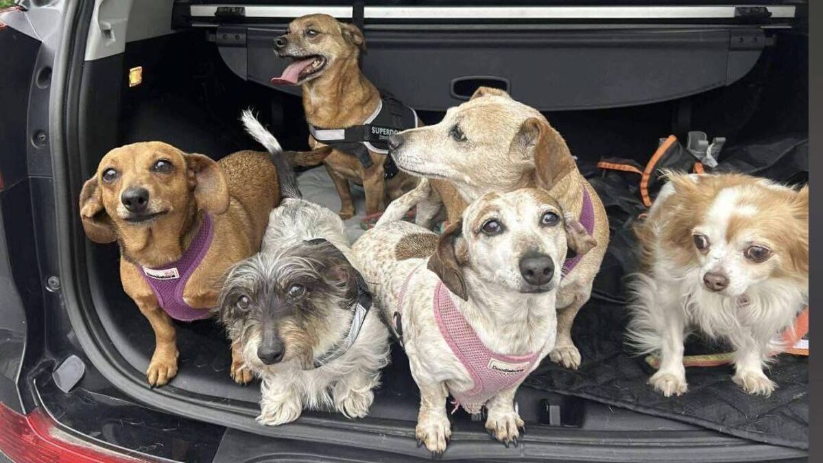 Saying goodbye to my dog: The heartbreak of pet euthanasia and the grief we rarely discuss