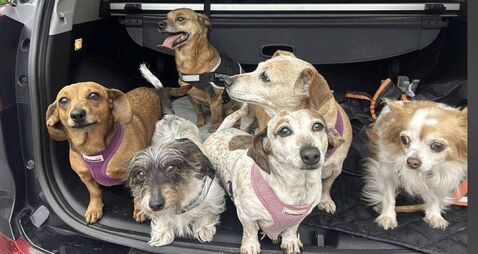 The hardest part of your dog dying isn't just losing them. It's that you decide when they go