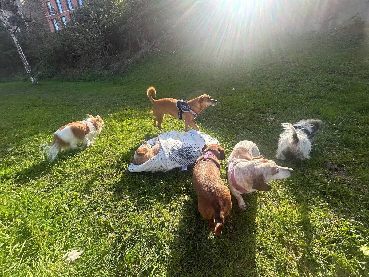 Mitzi on her last walk with her dog family, Leo, Millie, Minnie, Peanut and Poha. Picture: Alison O'Reilly