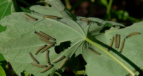 Large Cabbage White caterpillars, UK. Image shot 2012. Exact date unknown.