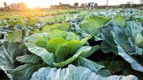 cabbage grow in the field
