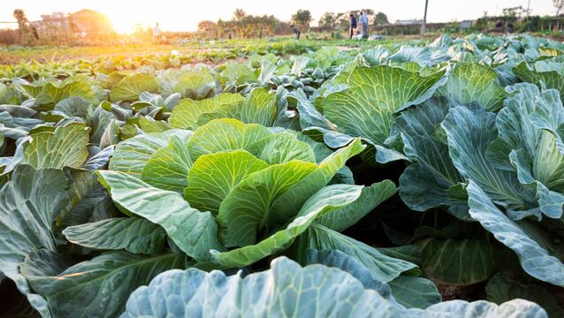 <p>Vogue named 2026 as the year of the cabbage. Picture: iStock</p>