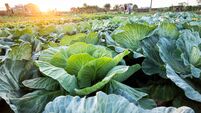 cabbage grow in the field