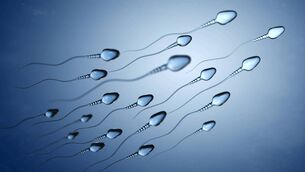 <p>Improvements in concentration and motility take time to show. New sperm typically need 72 days to form, Picture: iStock</p>