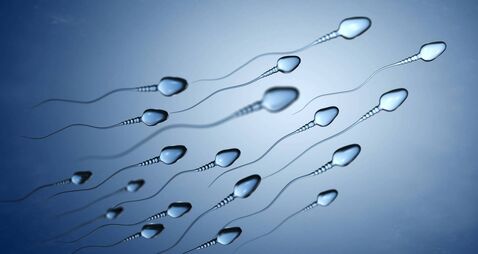 Illustration of sperm cells
