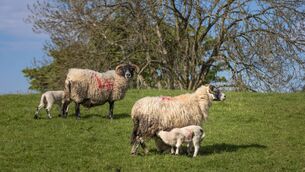 <p>Nematodirosis is a severe parasitic disease which effects lambs typically between six to 12 weeks of age after becoming infected by ingesting large numbers of infective larvae from grazing on contaminated pasture. File picture</p>
