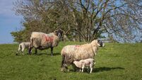 newborn lambs on a field along the coast of Northern Ireland
