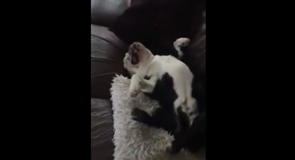 This dog is the worst guard dog ever but we forgive him