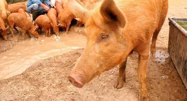 PigGate: The best reactions to that story about David Cameron and a pig's head