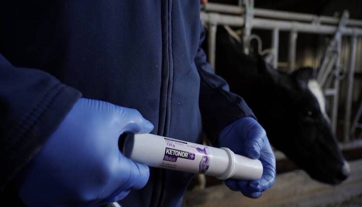 Ketonor+ bolus will help break the cycle of ketone production, helping the cow to begin eating as normal and supporting her milk production levels. 