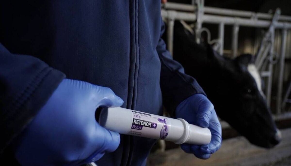 Ketonor+ bolus will help break the cycle of ketone production, helping the cow to begin eating as normal and supporting her milk production levels. Ketonor+ bolus will help break the cycle of ketone production, helping the cow to begin eating as normal and supporting her milk production levels.
