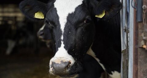 Tail-end calvers have an increased risk of ketosis