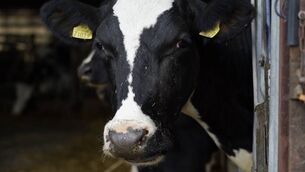 <p>Late-calving cows are at higher risk of ketosis, which can suppress the cow’s appetite, creating a vicious circle that results in further weight loss and a drop in milk yield.</p>