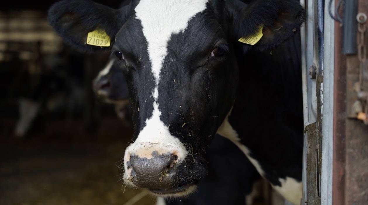 Tail-end calvers have an increased risk of ketosis