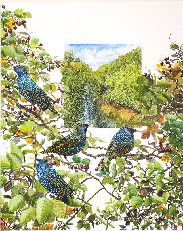 Starlings feature in one of Colm Murphy's pieces. 