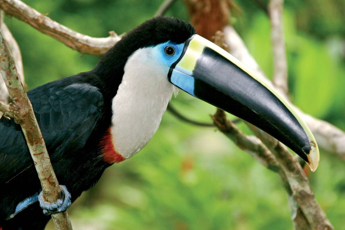 An Amazonian toucan 