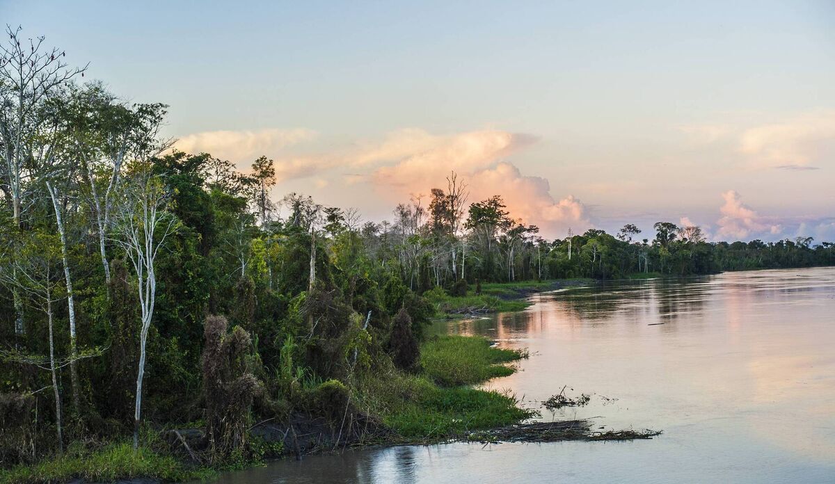 The banks of the Peruvian section of the Amazon and Maranon river from Iquitos to Nauta