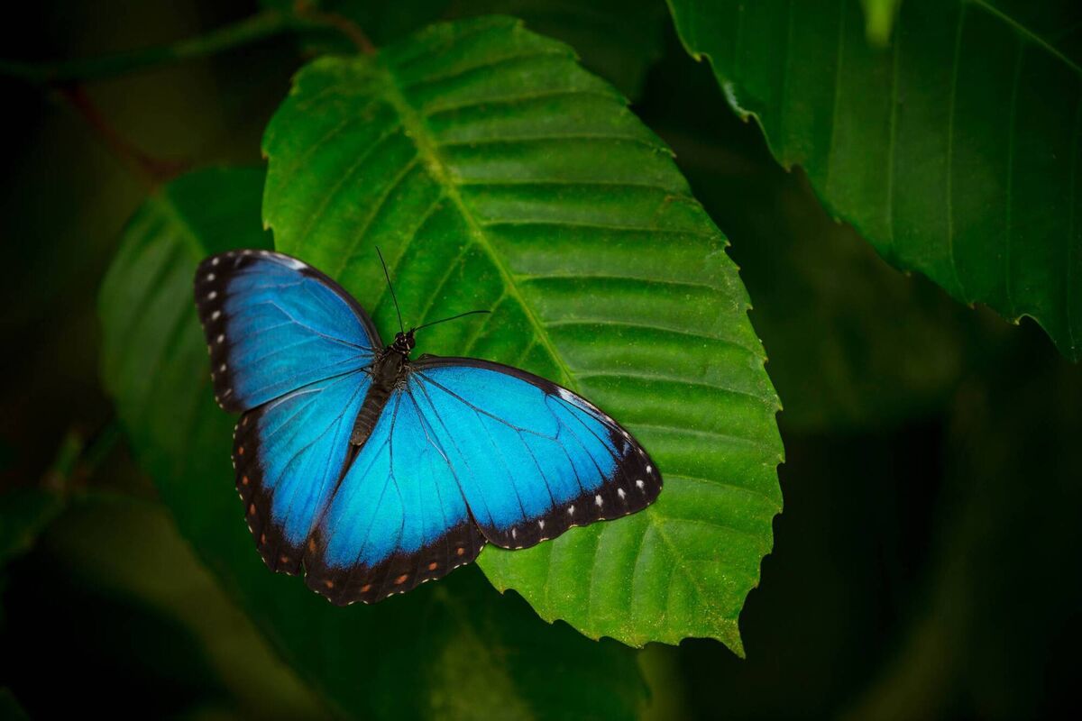 The striking blue morpho